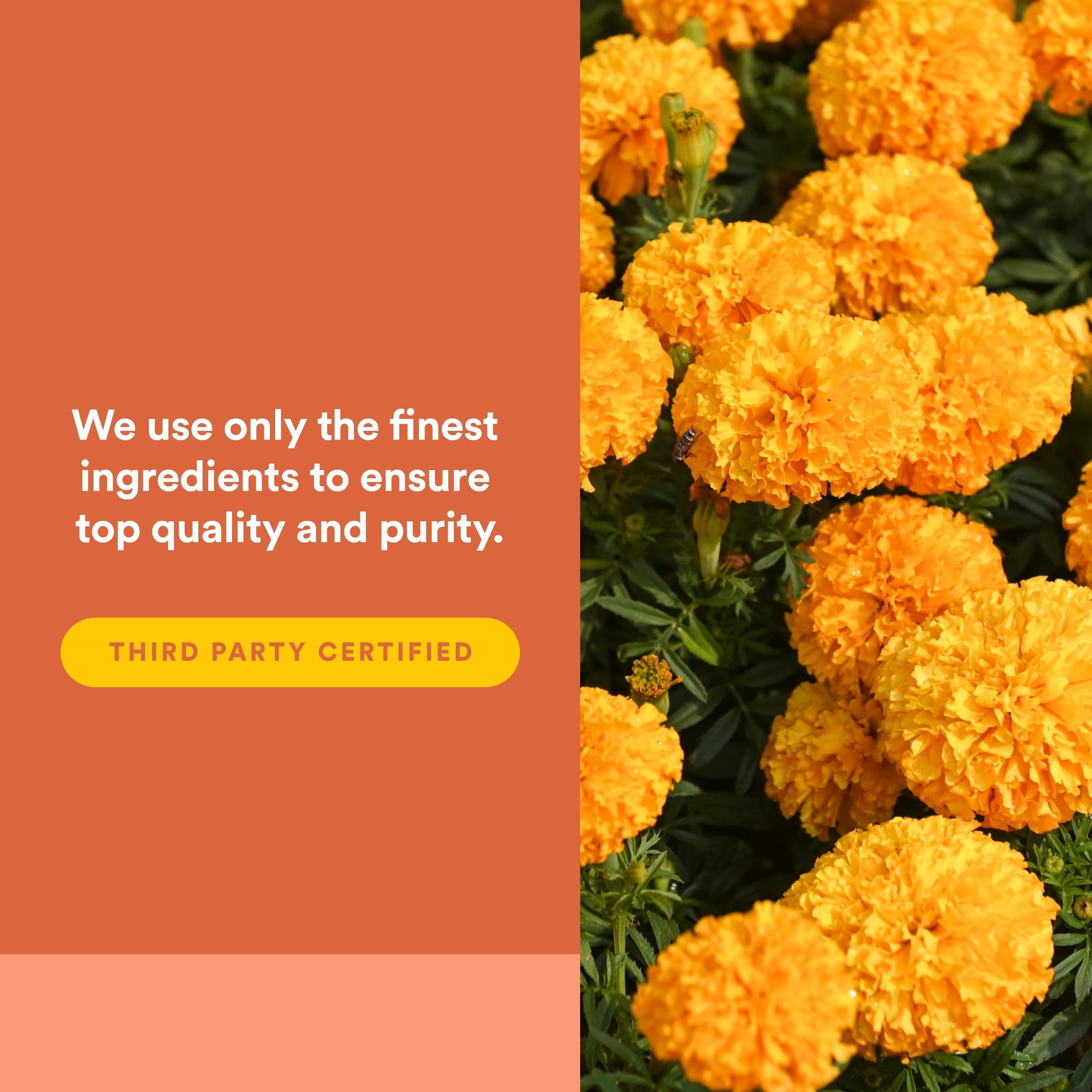 Natural Factors Lutein SoftGels, extraction et encapsulation en interne.