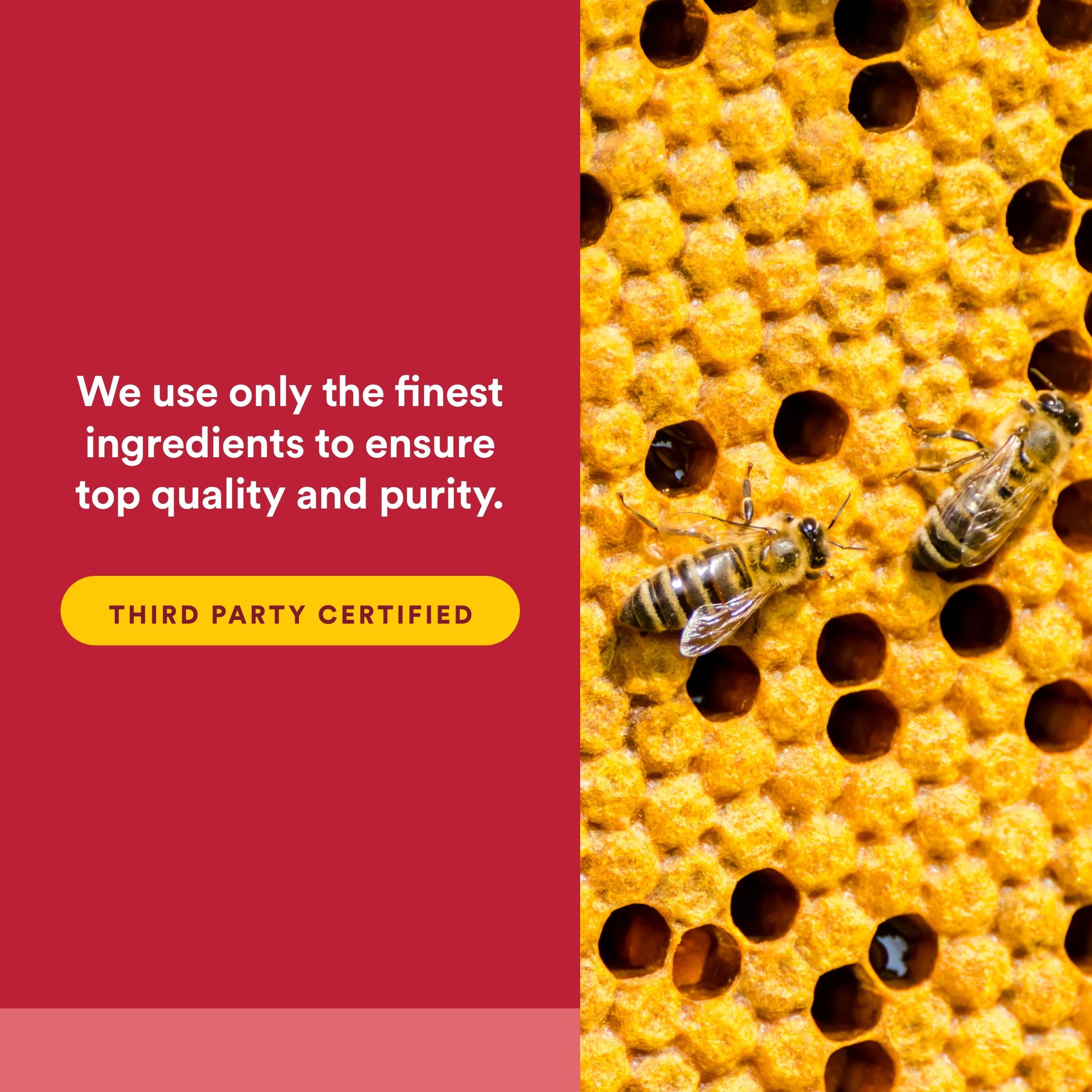 Natural Factors Propolis Extrait 500 mg — dosage quotidien recommandé sur l’étiquette.