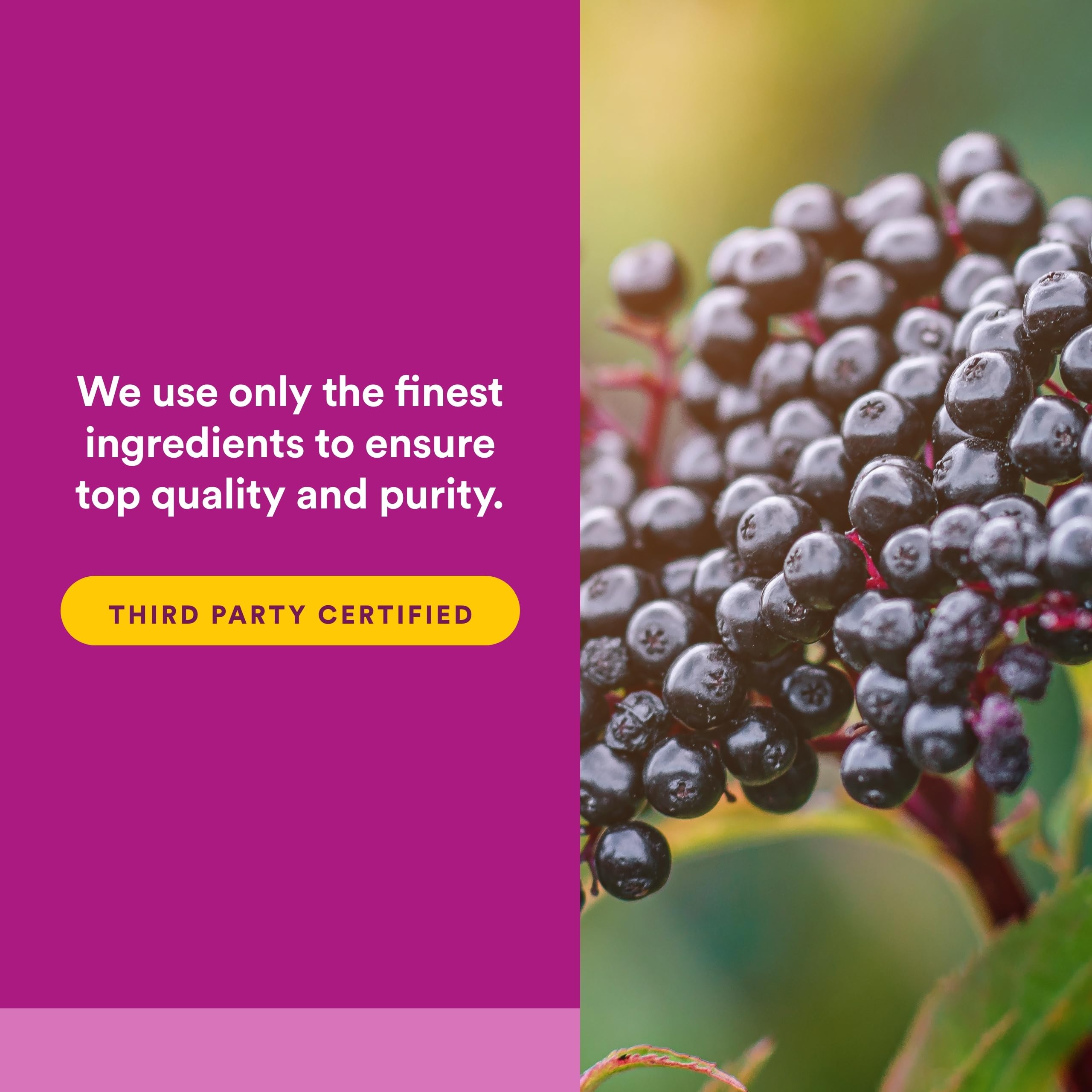 Natural Factors Sureau Noir labo-certifie: contrôle indépendant et pureté