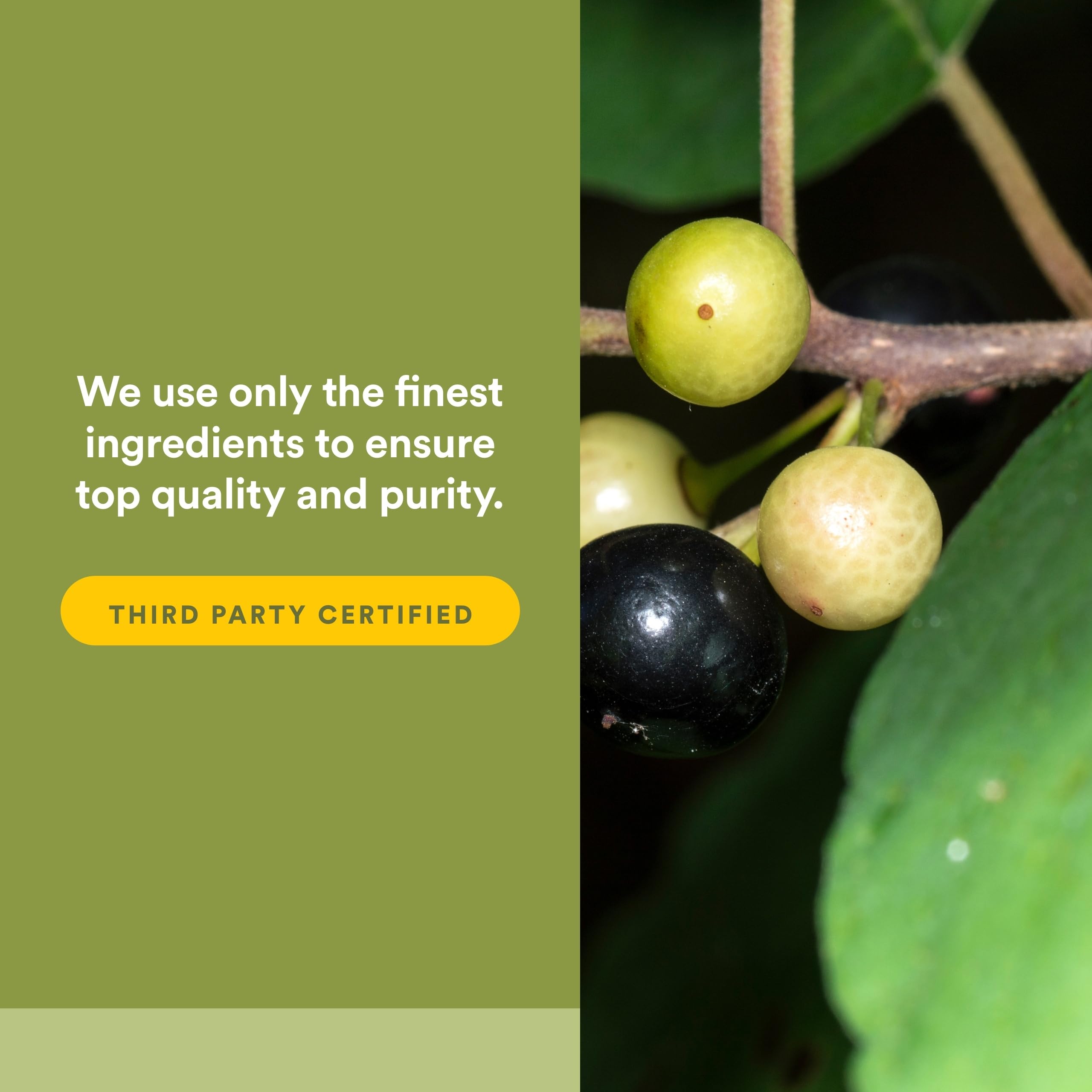 Logo de certification tiers et mention sans OGM sur l'emballage HerbalFactors.