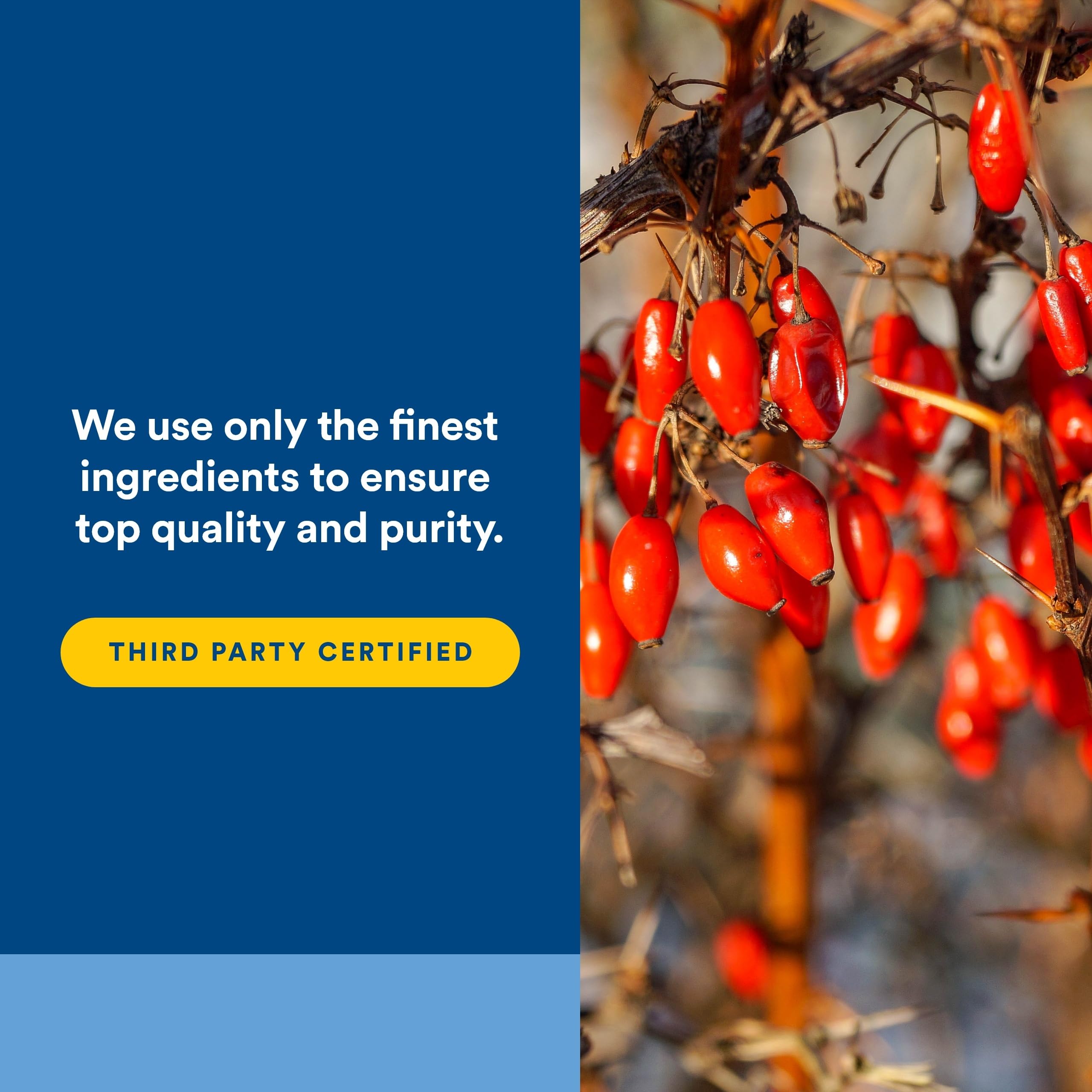 Natural Factors WellBetX Berberine – fiche technique: posologie et ingrédients.