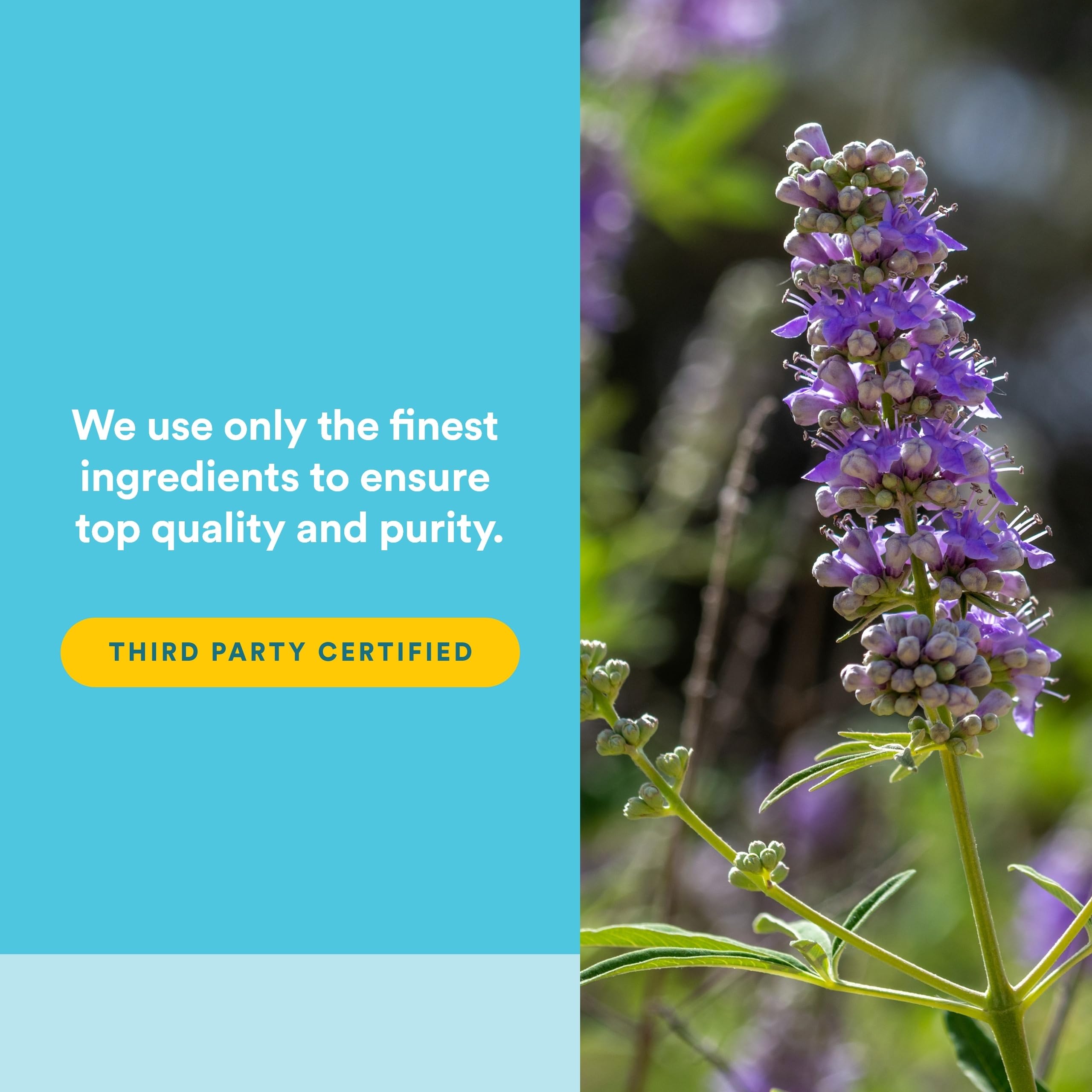 Natural Factors Encapsulation Vitex Gélules - encapsulation facilitant l’ingestion quotidienne.
