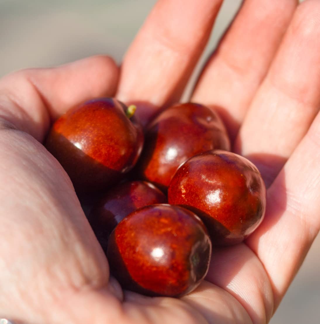 Nature Packaged huile de jojoba : emballage 8 oz prêt à l’emploi.