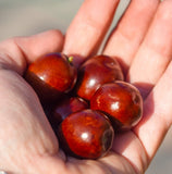 Nature Packaged huile de jojoba : emballage 8 oz prêt à l’emploi.