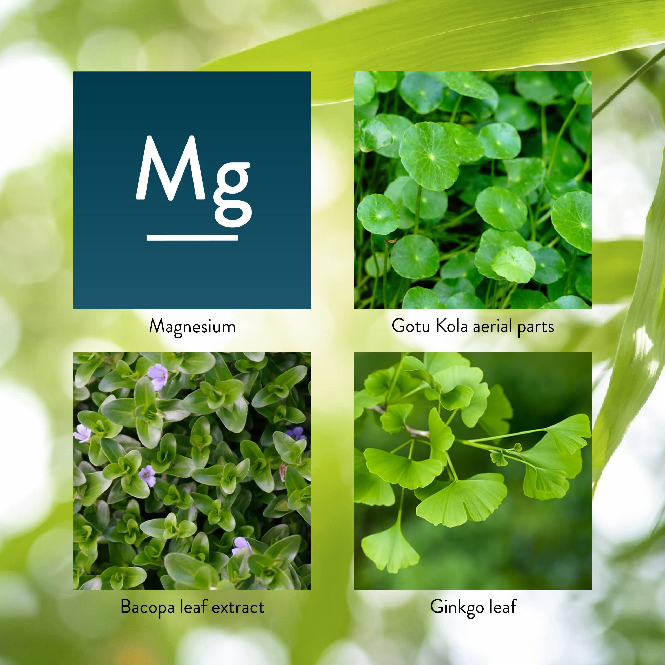 Extrait ginkgo-biloba Mind-Max Nature's Sunshine, composant clé pour la clarté mentale.