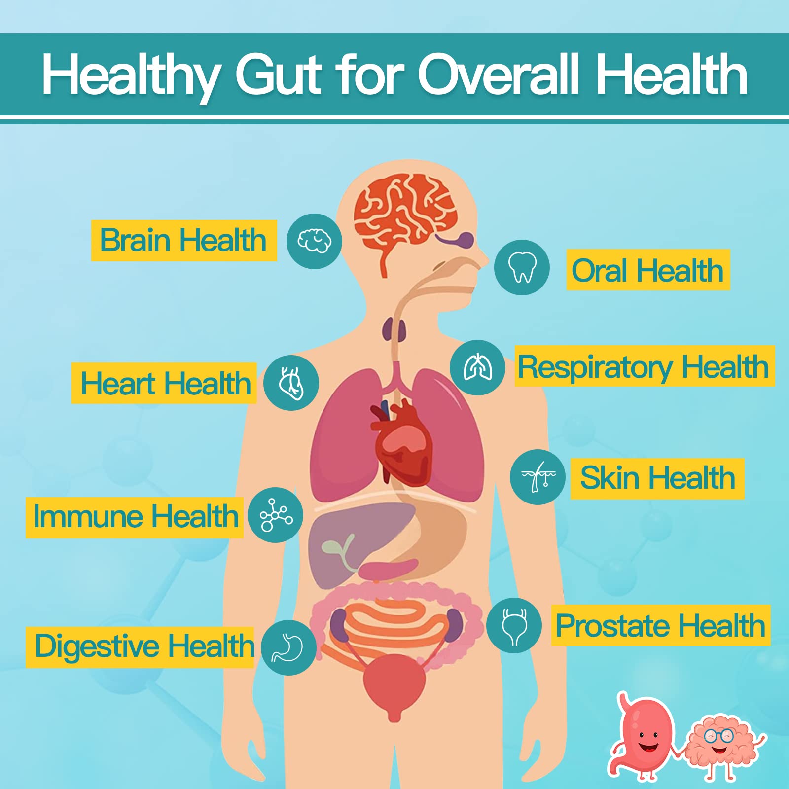 Prébiotiques naturels accompagnent les probiotiques pour l’équilibre intestinal.