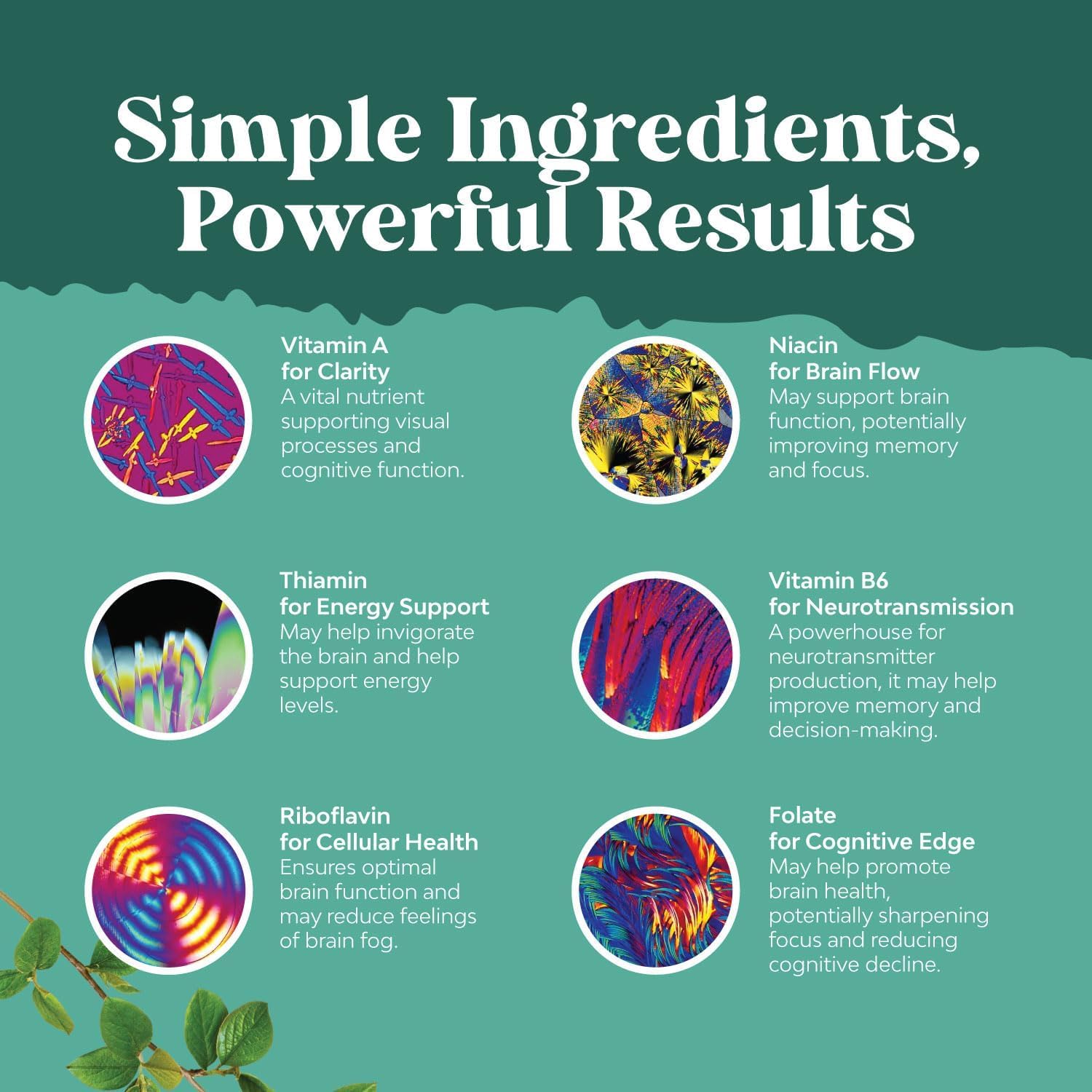 Natures Craft Ingrédients – Gros plan sur DMAE et Huperzine A soutenant le cerveau.