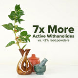 Ashwagandha extrait standardisé à 35% glycowithanolides, présentation visuelle.