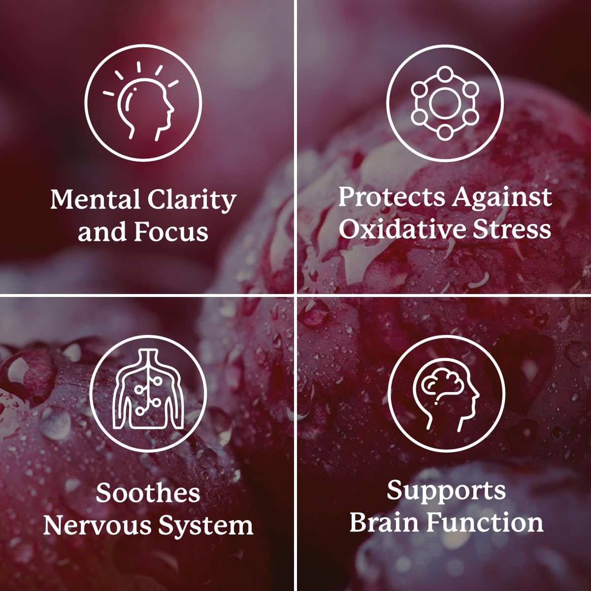 Nature's Sunshine Concentration et Attention – Circulation sanguine et neurotransmetteurs soutenus, performance cognitive durable.