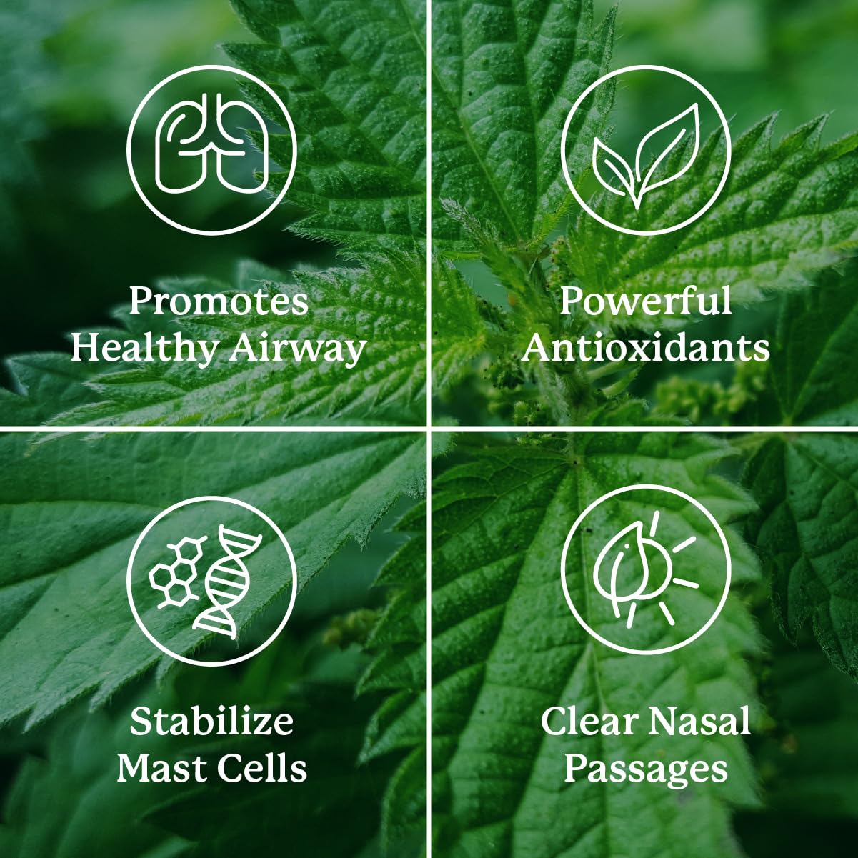 HistaBlock Nature's Sunshine – ortie offrant un soutien contre les substances aérées saisonnières.