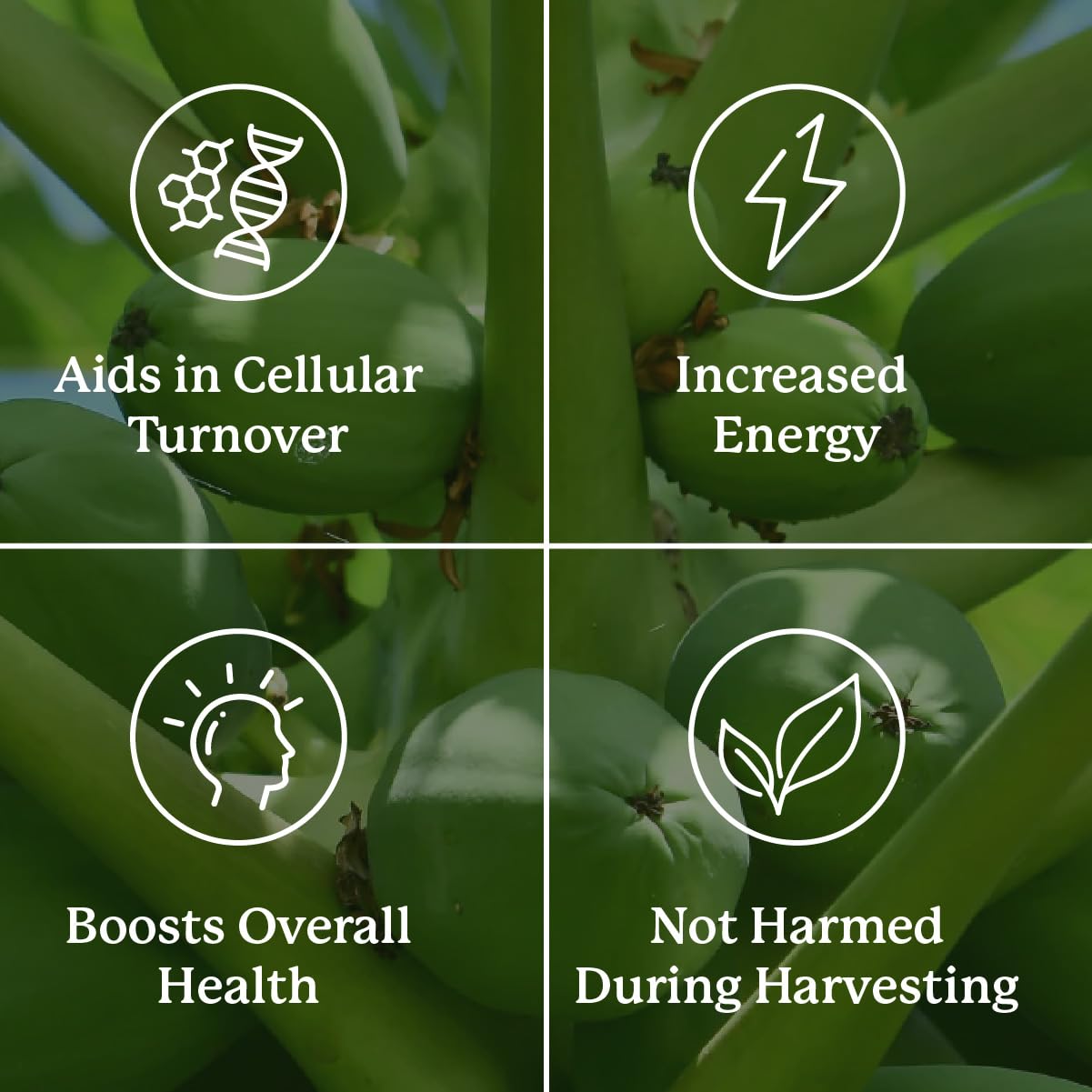 Nature's Sunshine Paw Paw Cell-Reg, emballage: approche durable et éthique.
