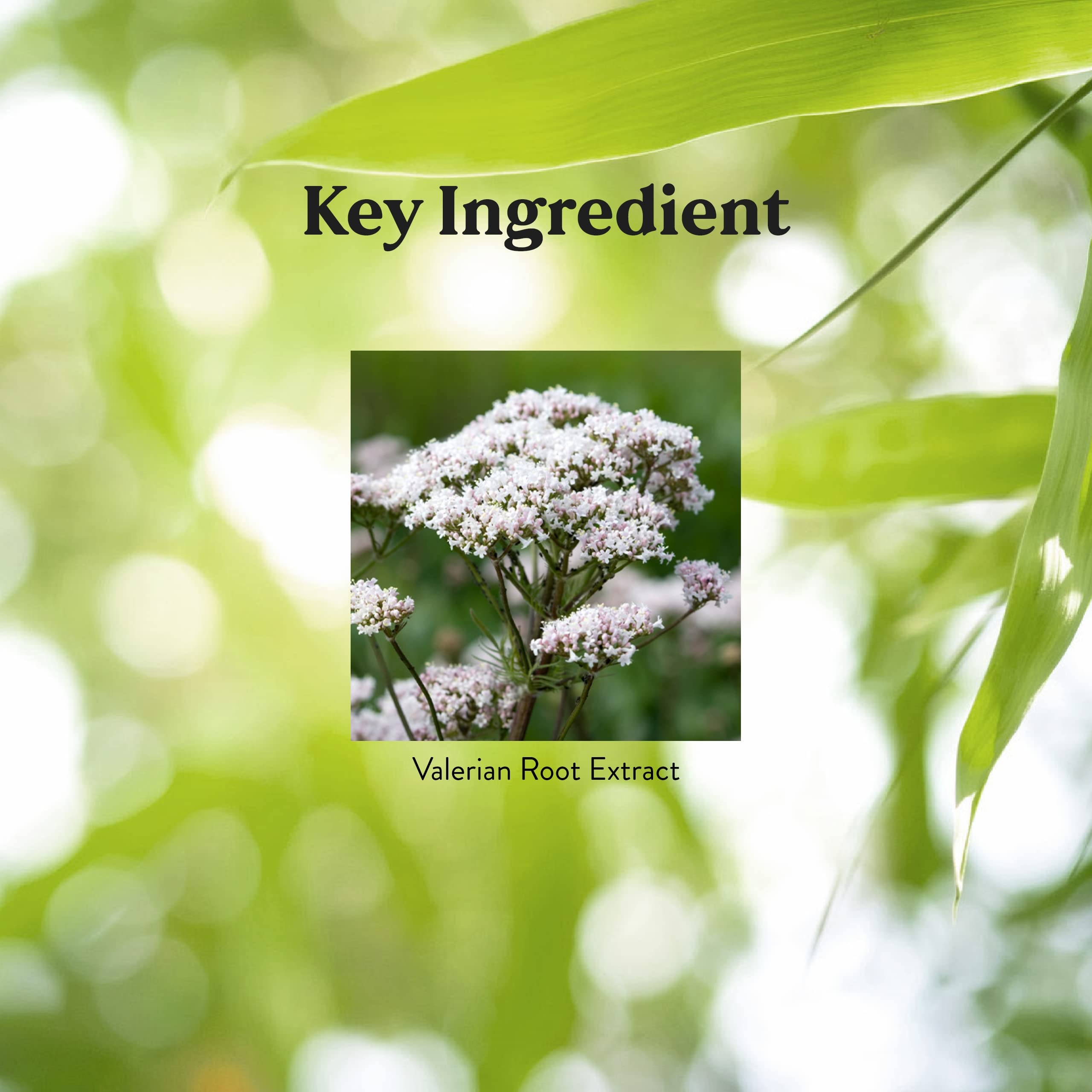 Nature's Sunshine valeriane - etiquette-produit claire indiquant les bienfaits sans addictifs.