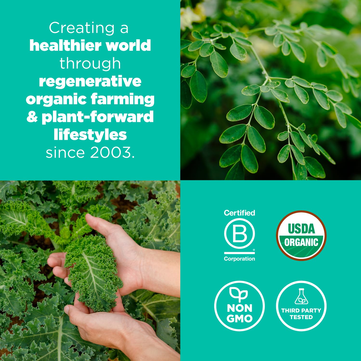Ingrédients Navitas Organics Superfood+ Greens: moringa, chou frisé et blé d’herbe pour énergie naturelle.