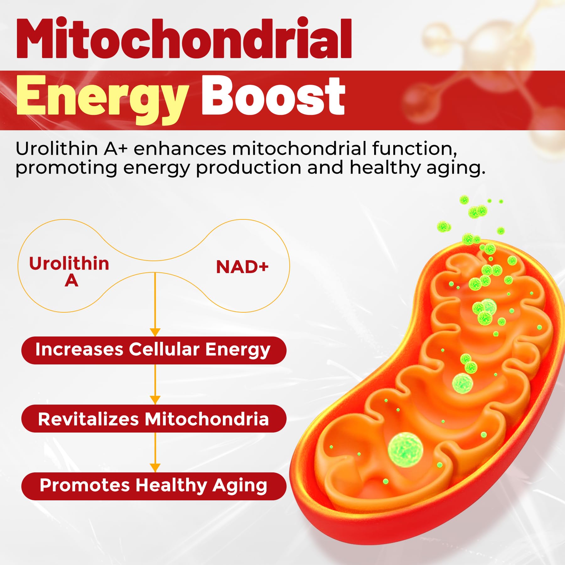 NEVISS Gommes Urolithine A, illustration énergie mitochondrienne et vitalité.