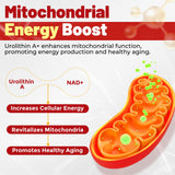NEVISS Gommes Urolithine A, illustration énergie mitochondrienne et vitalité.