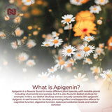 Capsules Apigénine Nootropics Depot, 200 mg, potentiel soutien mémoire.