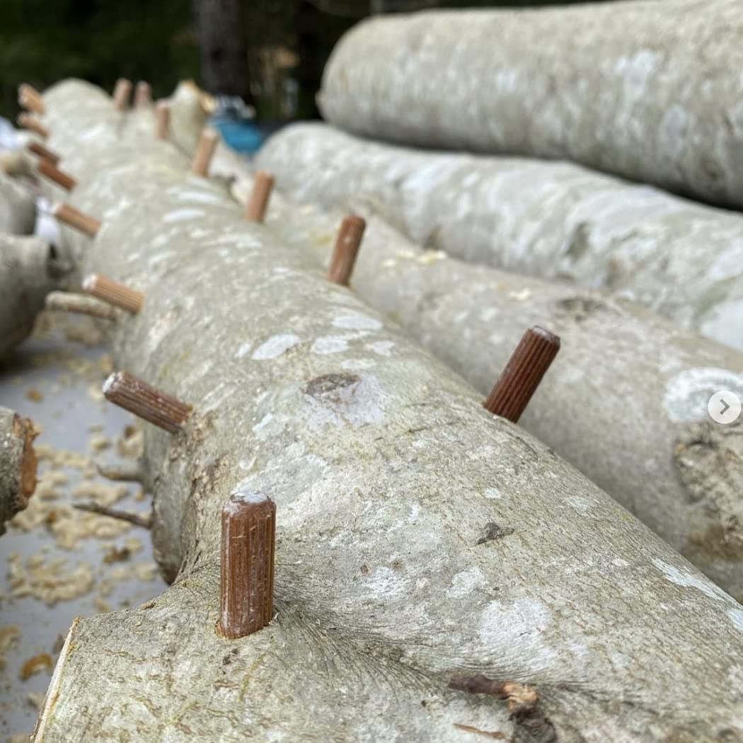 North Spore cire scellage: scellement efficace pour l inoculation