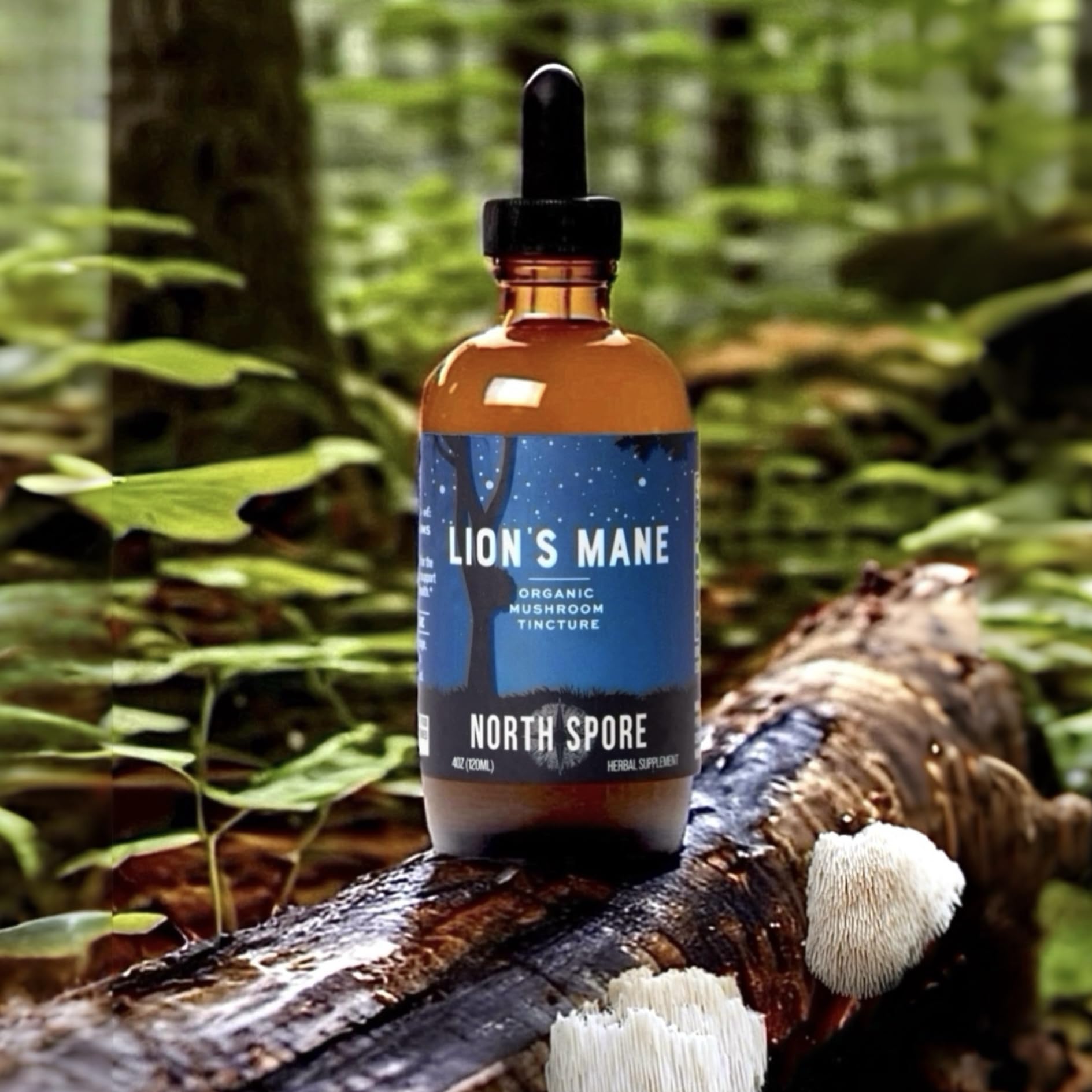 North Spore Teinture Crinière de Lion: tasse chaude avec ajout dans une boisson.