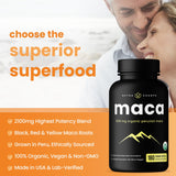 NutraChamps Maca Bio: poudre gélatinisée pour meilleure digestion et absorption