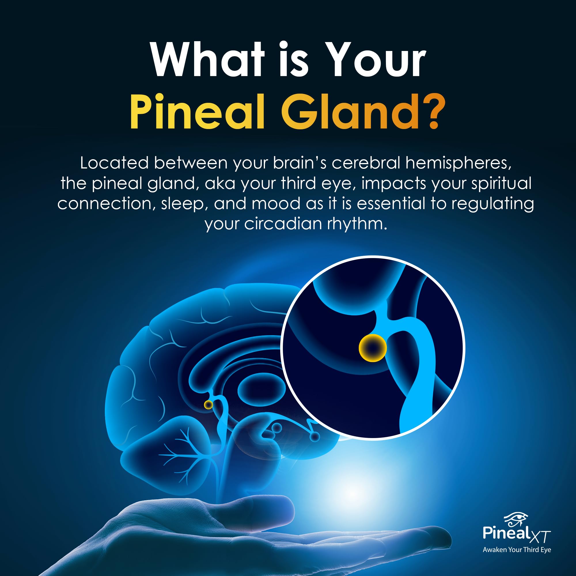 Nutraville Pineal XT Gold – Pack deux, commodité et continuité d’usage.