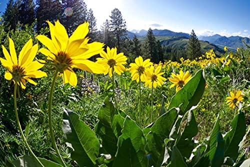 OLLOÏS Arnica Montana 6C qualité des matières premières et fabrication responsable.