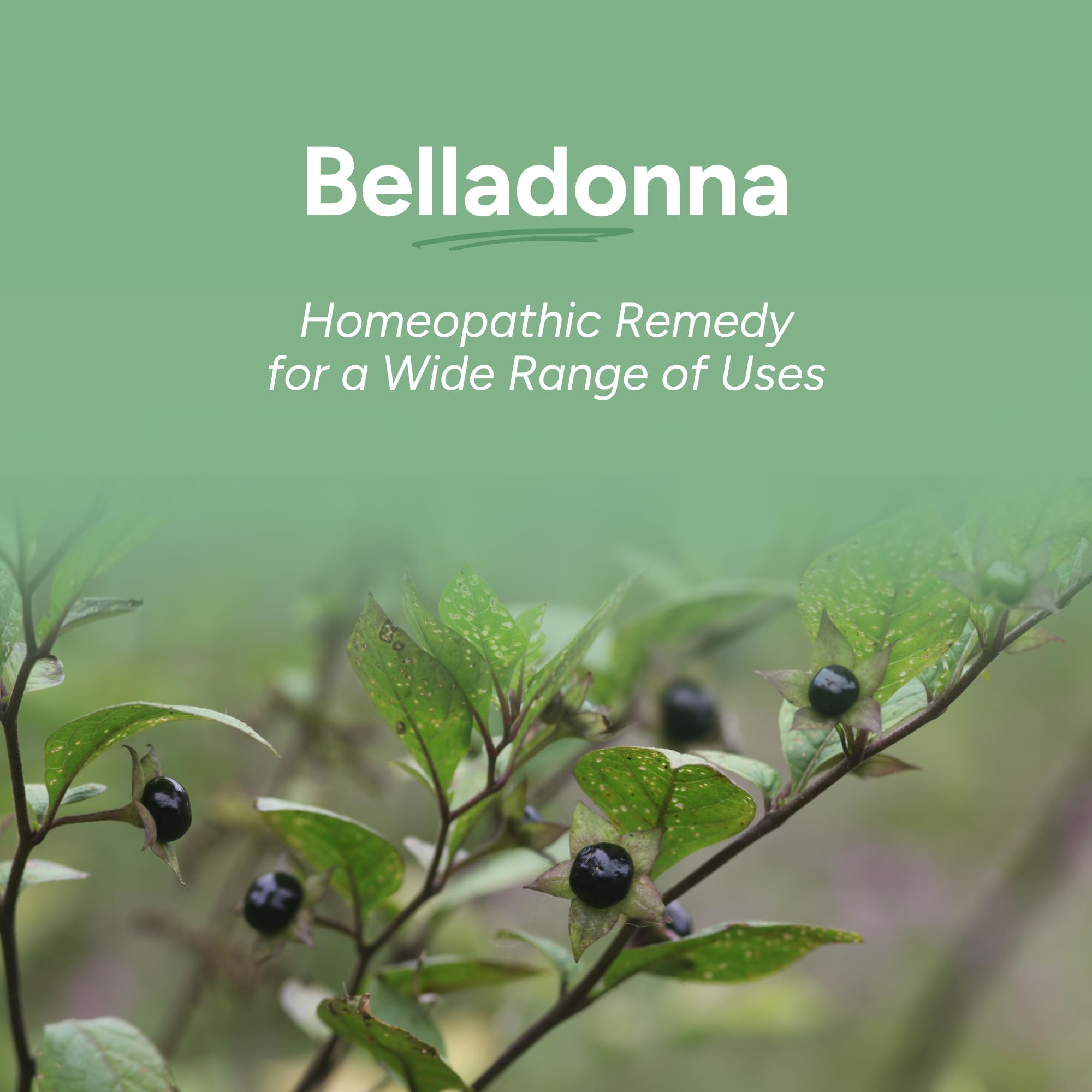 OLLOÏS Belladonna 30C : boîte de 80 pellets pour une utilisation quotidienne
