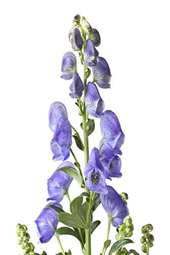 OLLOÏS Aconitum Napellus 30c: sans lactose et sans gluten, adaptée à certains régimes.