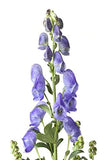 OLLOÏS Aconitum Napellus 30c: sans lactose et sans gluten, adaptée à certains régimes.
