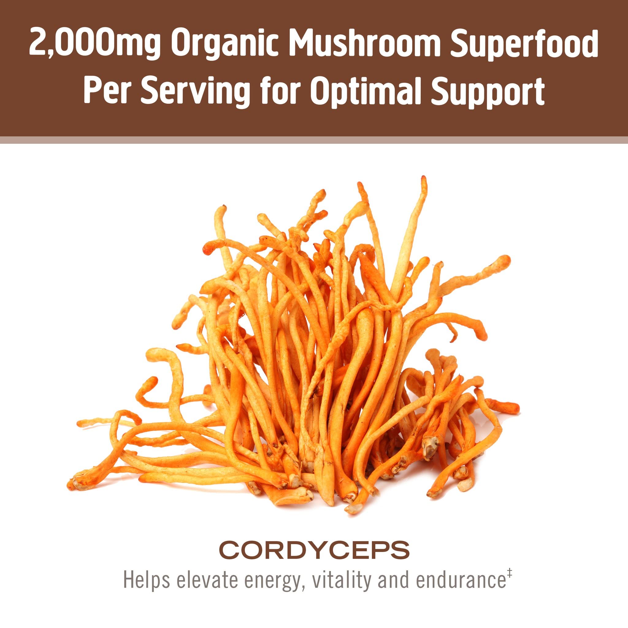 Poudre dans le café – infusion cordyceps pour énergie mesurée.