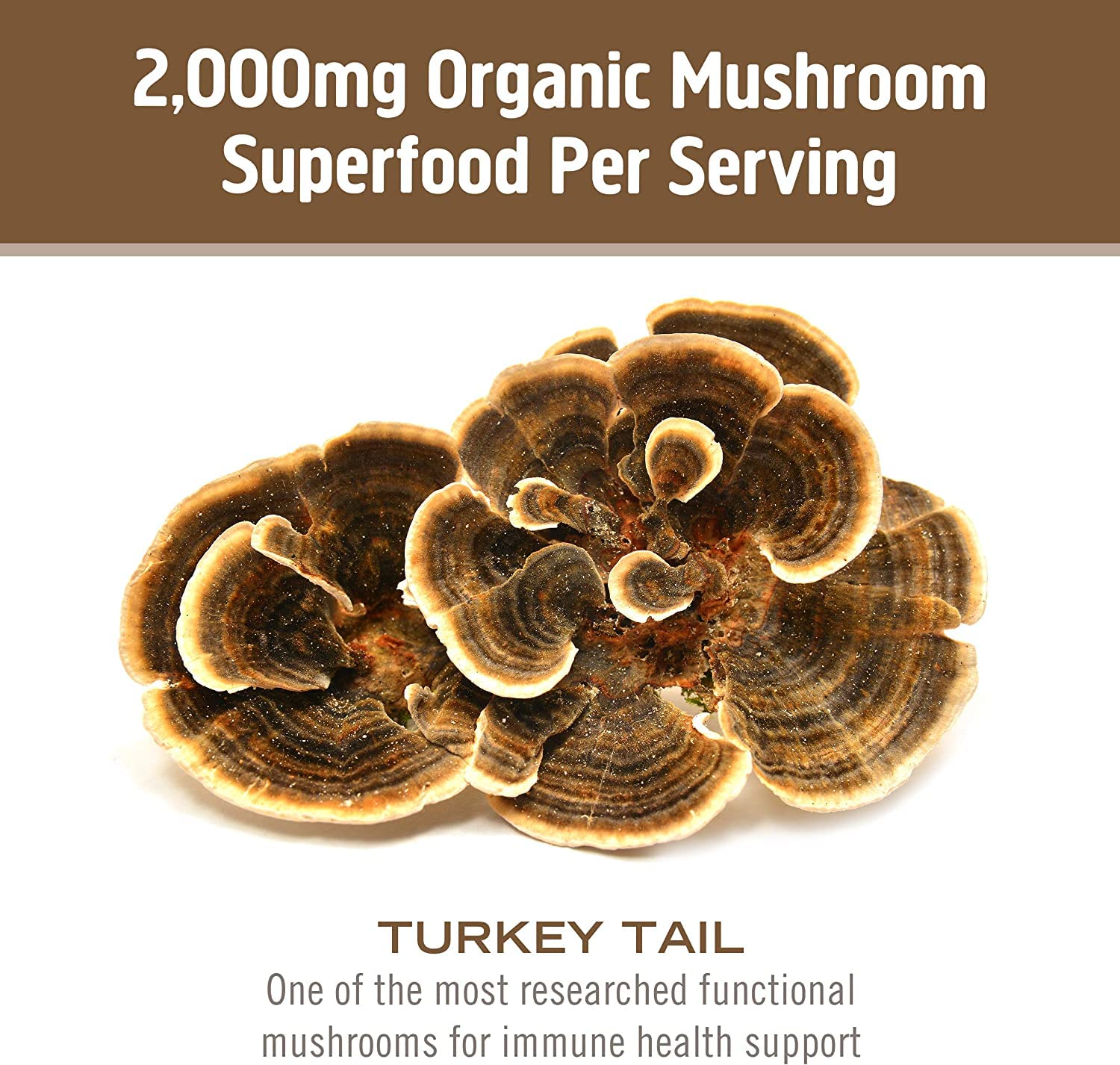 Culture californienne OM MUSHROOM Tramète versicolore, origine locale et responsable.