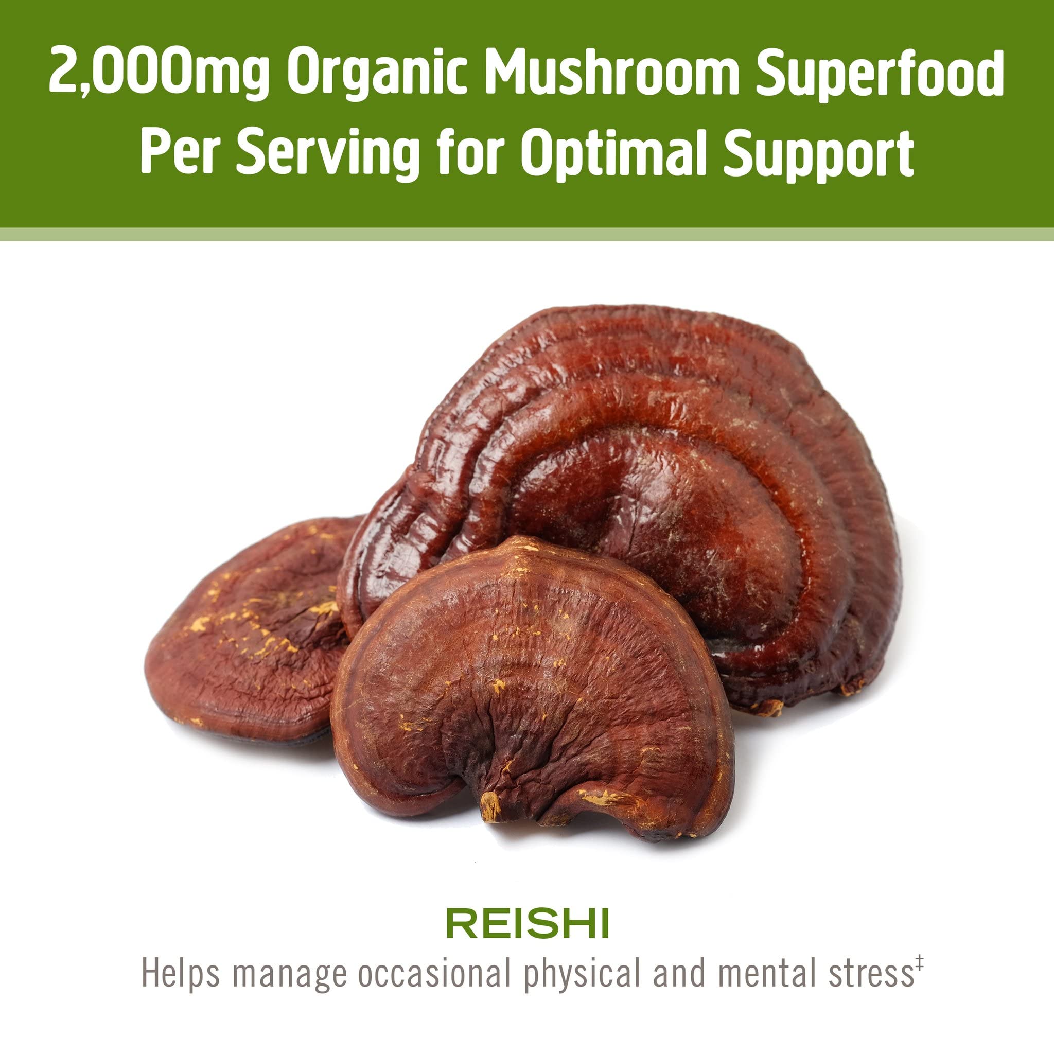 OM MUSHROOM REISHI poudre prête à l'emploi dans boisson chaude ou froide.