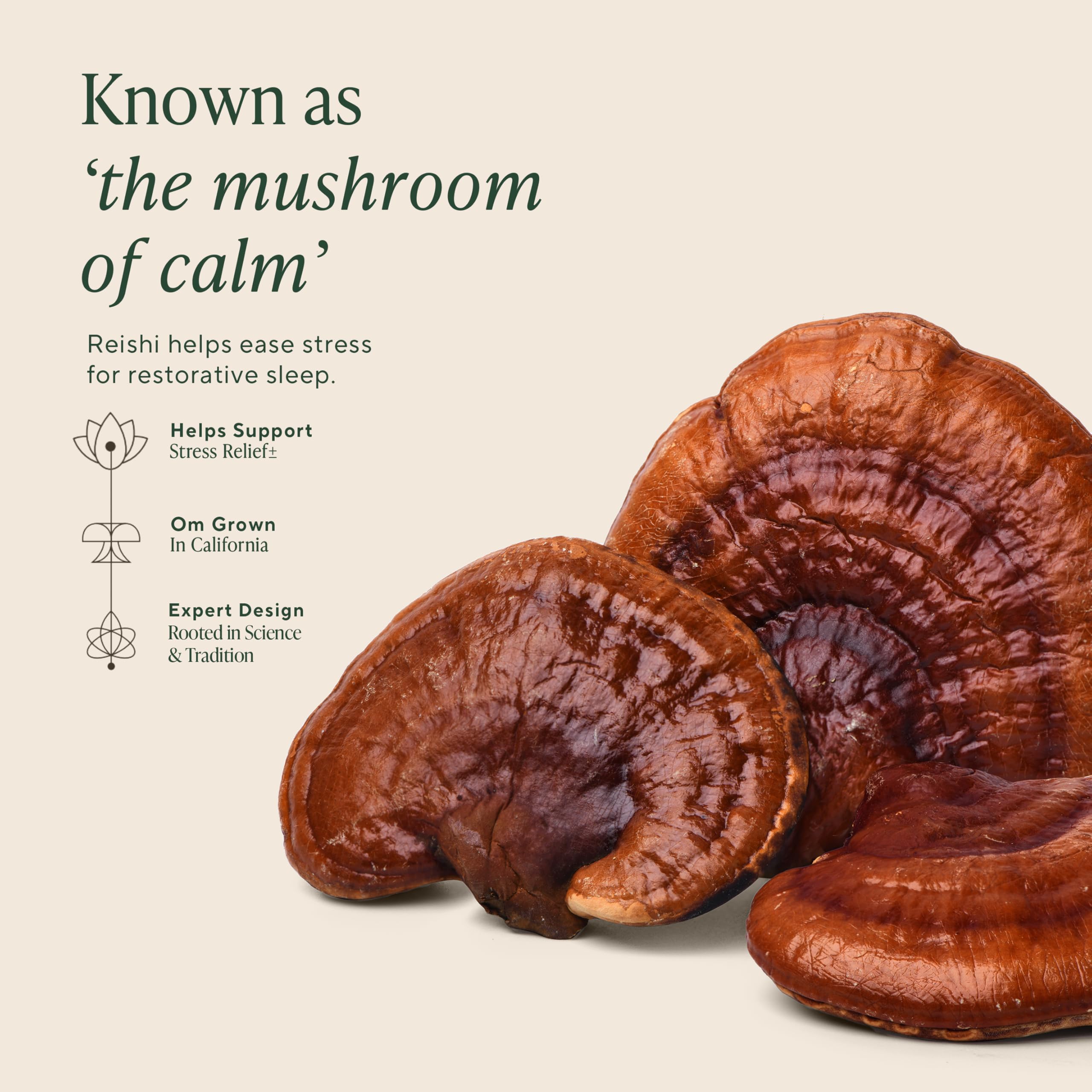 OM MUSHROOM SLEEP étiquette, informations claires sur ingrédients et bénéfices