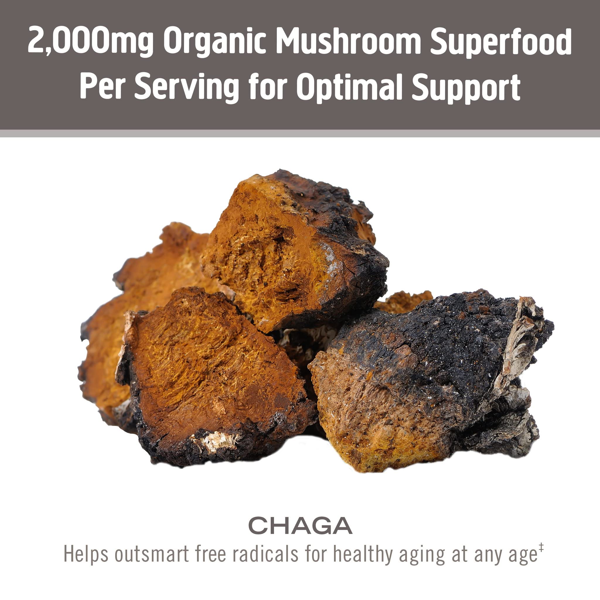 Theiere ou infusion Chaga OM MUSHROOM SUPERFOOD pour une boisson apaisante.