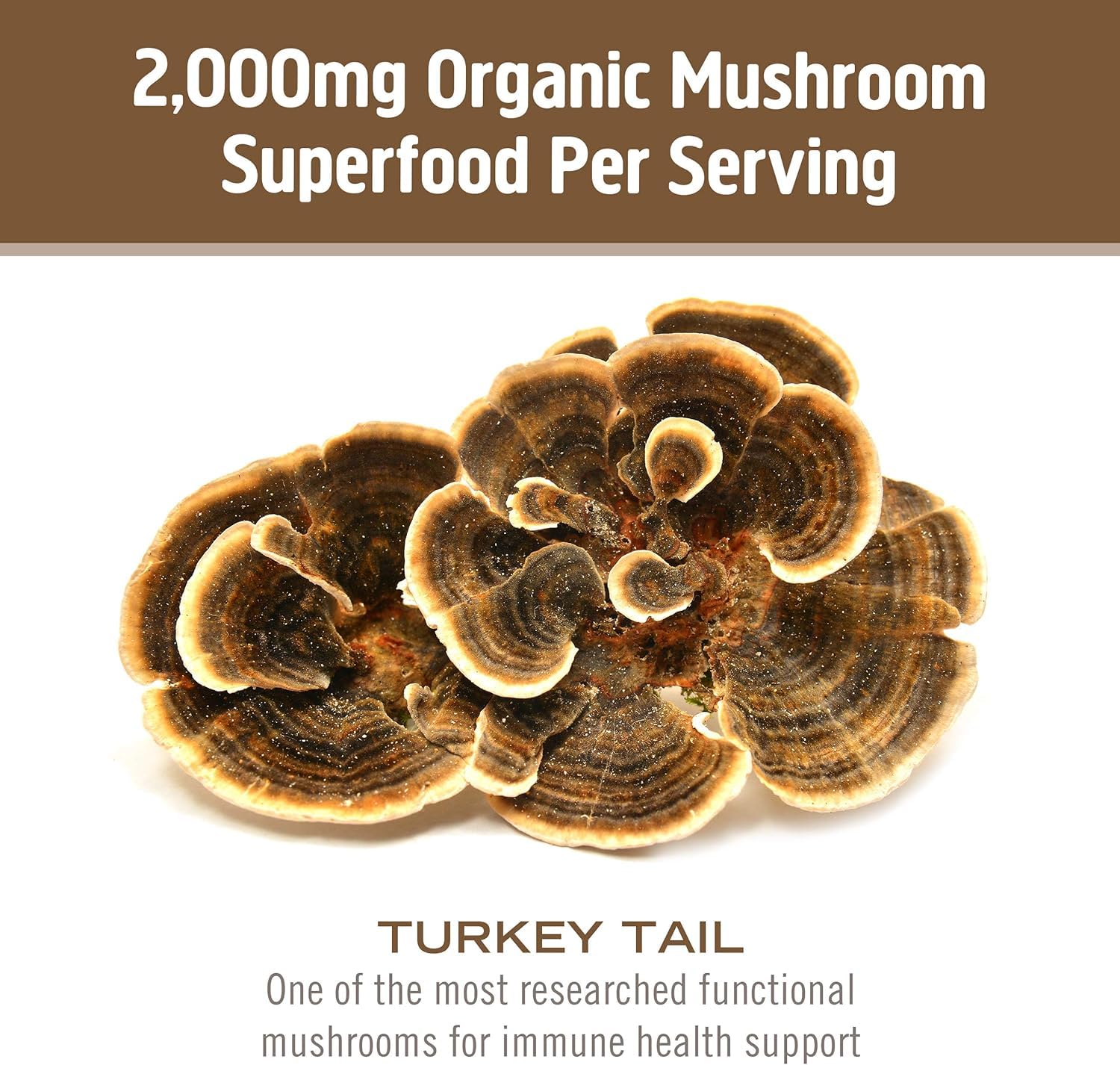 OM MUSHROOM SUPERFOOD Mycelium primordies Tramete versicolore, composition complète