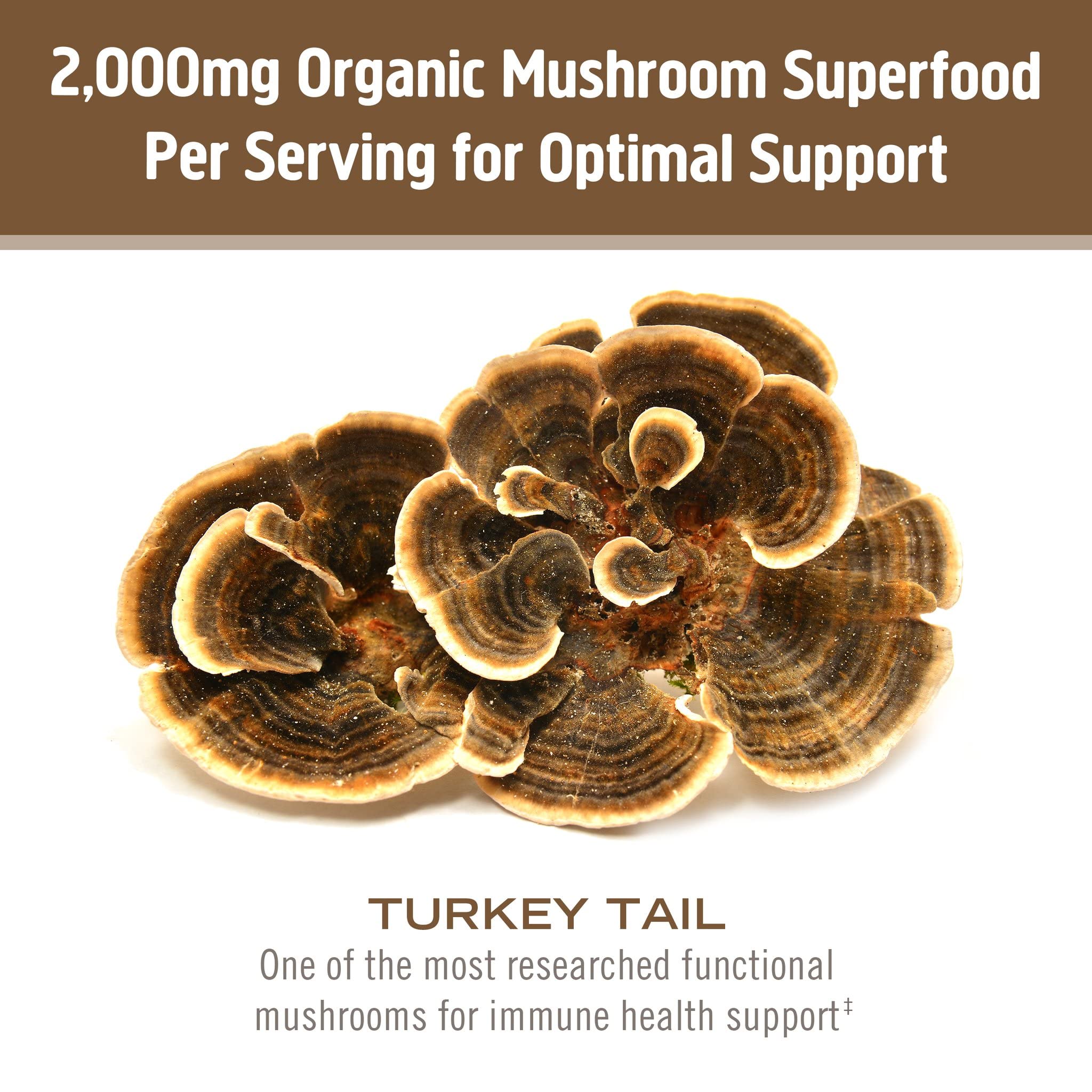 Poudre Om Mushroom Turkey Tail dans une boisson chaude, usage polyvalent
