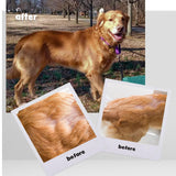 Omega Caps ES: soutien du cœur et énergie pour chien.