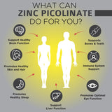 OmniBiotics Zinc Picolinate – biodisponibilité élevée favorisant l'énergie quotidienne.