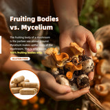 on greenvita capsule champignons traceabilite et purete verifiee.
