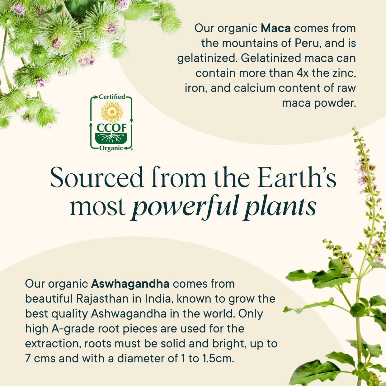 Ora Organic – bardane racine, soutien potentiel peau saine.
