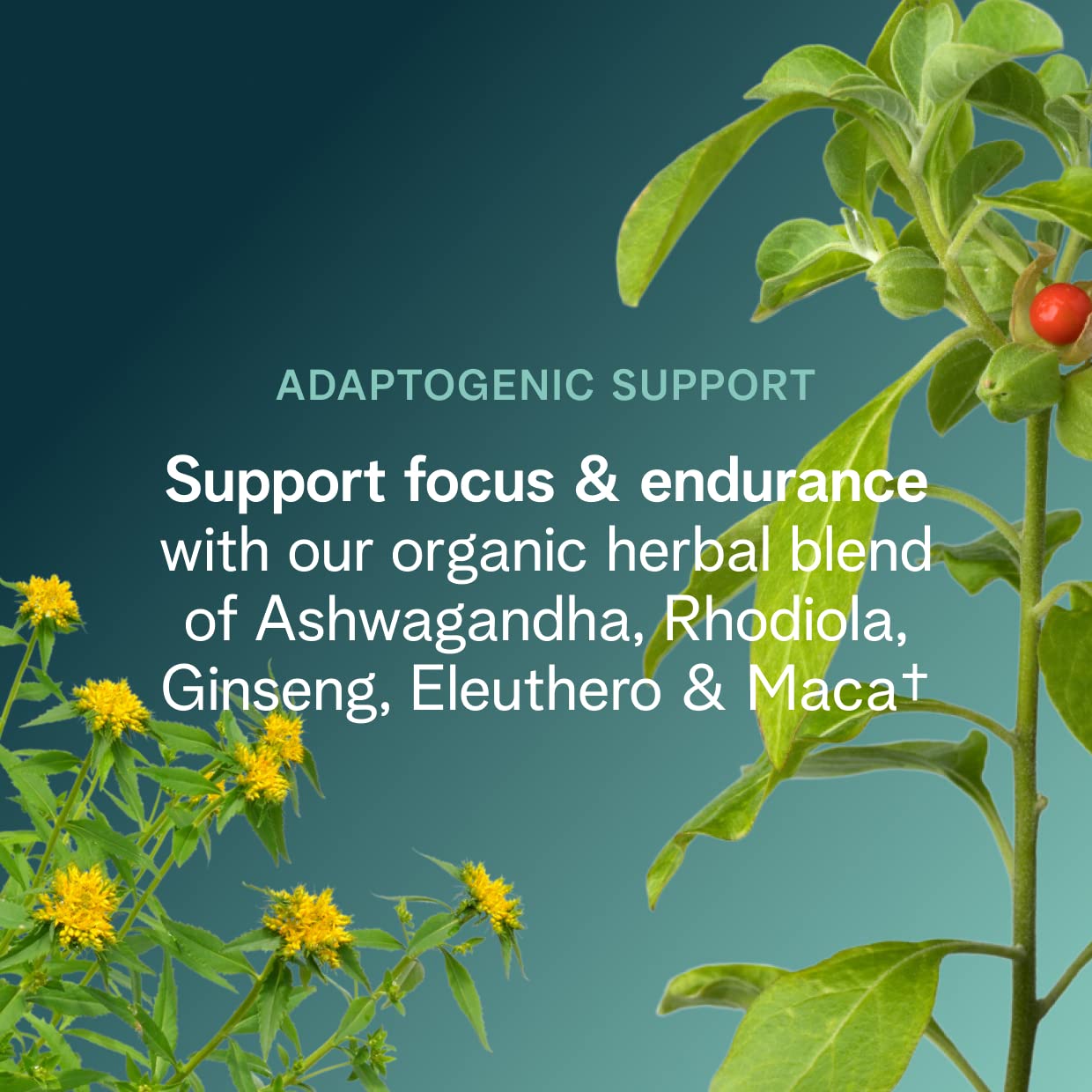 Caféine organique d'origines naturelles dans Ora Organic Berry Beet pour énergie progressive.