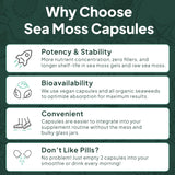 Usage quotidien Organics Ocean: routine bien-être avec mousse de mer.
