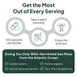 Organics Ocean Utilisation Quotidienne – prise facile dans la routine journalière