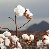 Organyc coton bio ronds biodégradables, respectueux de l'environnement, faciles à recycler.