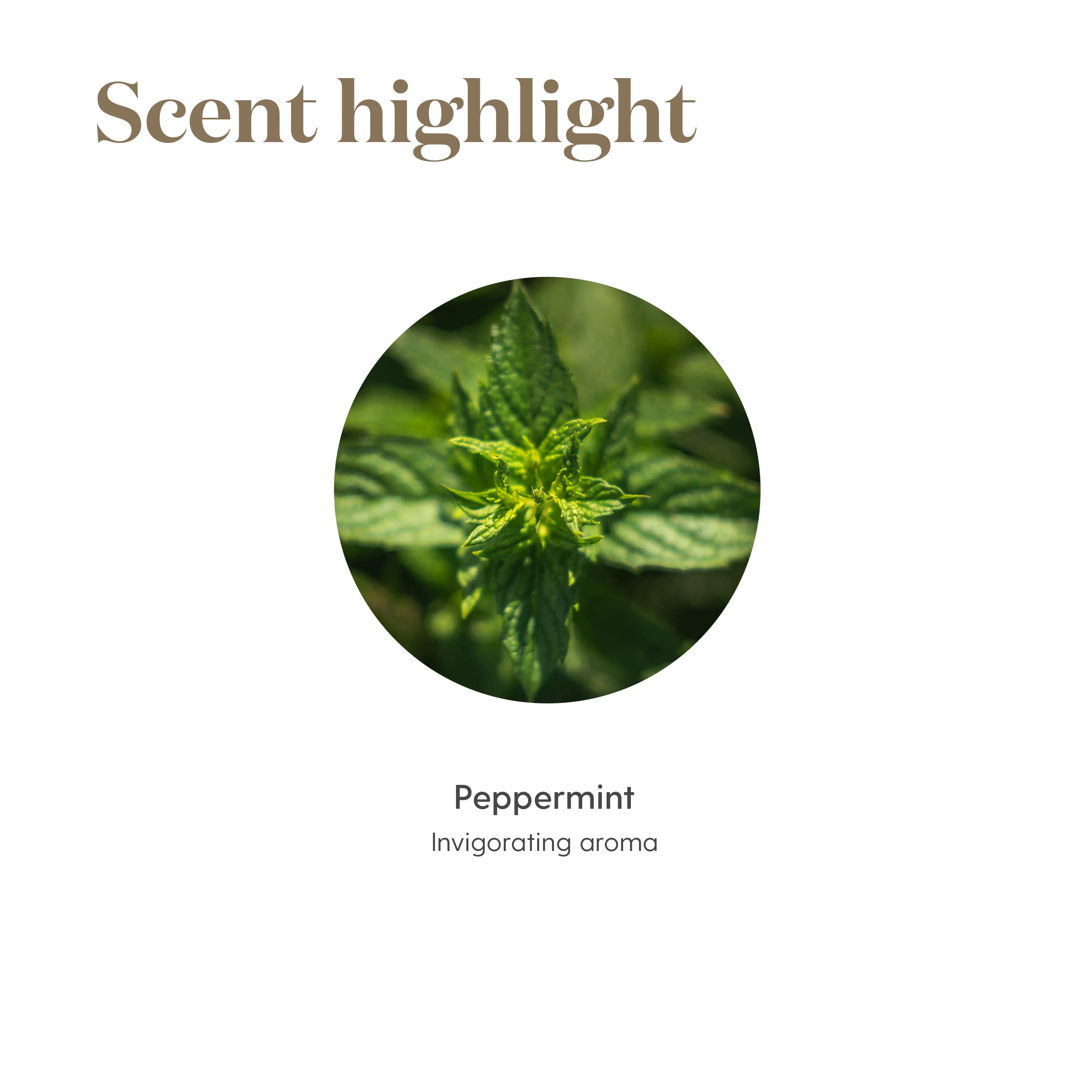 Parfum frais grâce à la diffusion – menthe poivrée dans votre salon.
