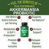 Peak Performance Akkermansia muciniphila – Capsule à libération retardée pour une efficacité digestive.