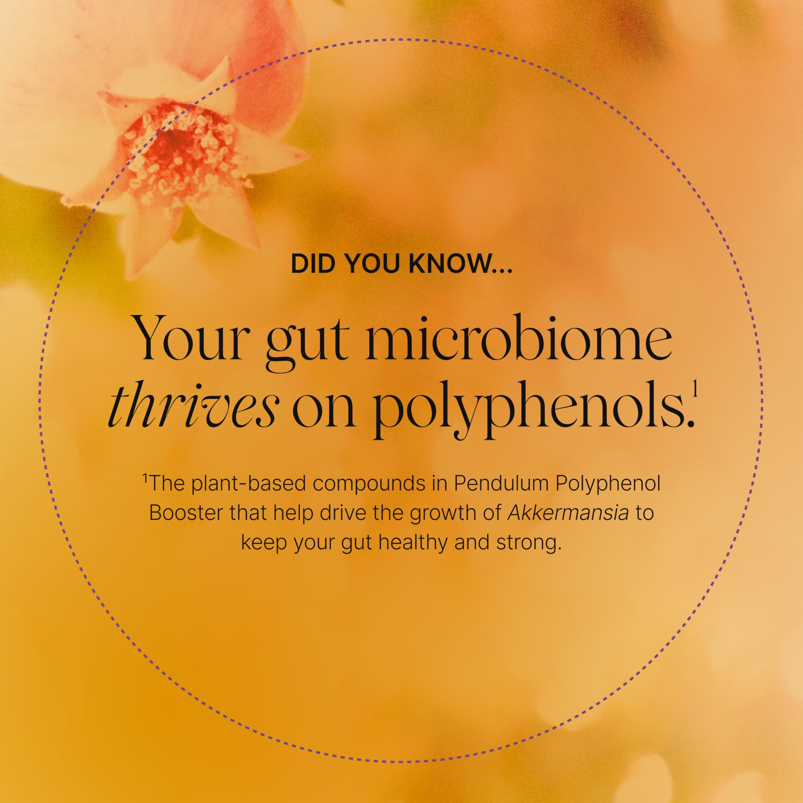 Capsules Pendulum Polyphenol Booster – gros plan sur les gélules et le sceau qualité.