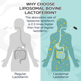 Pepeior Liposomale Lactoferrine 1000 mg — gelules, prise quotidienne facile.