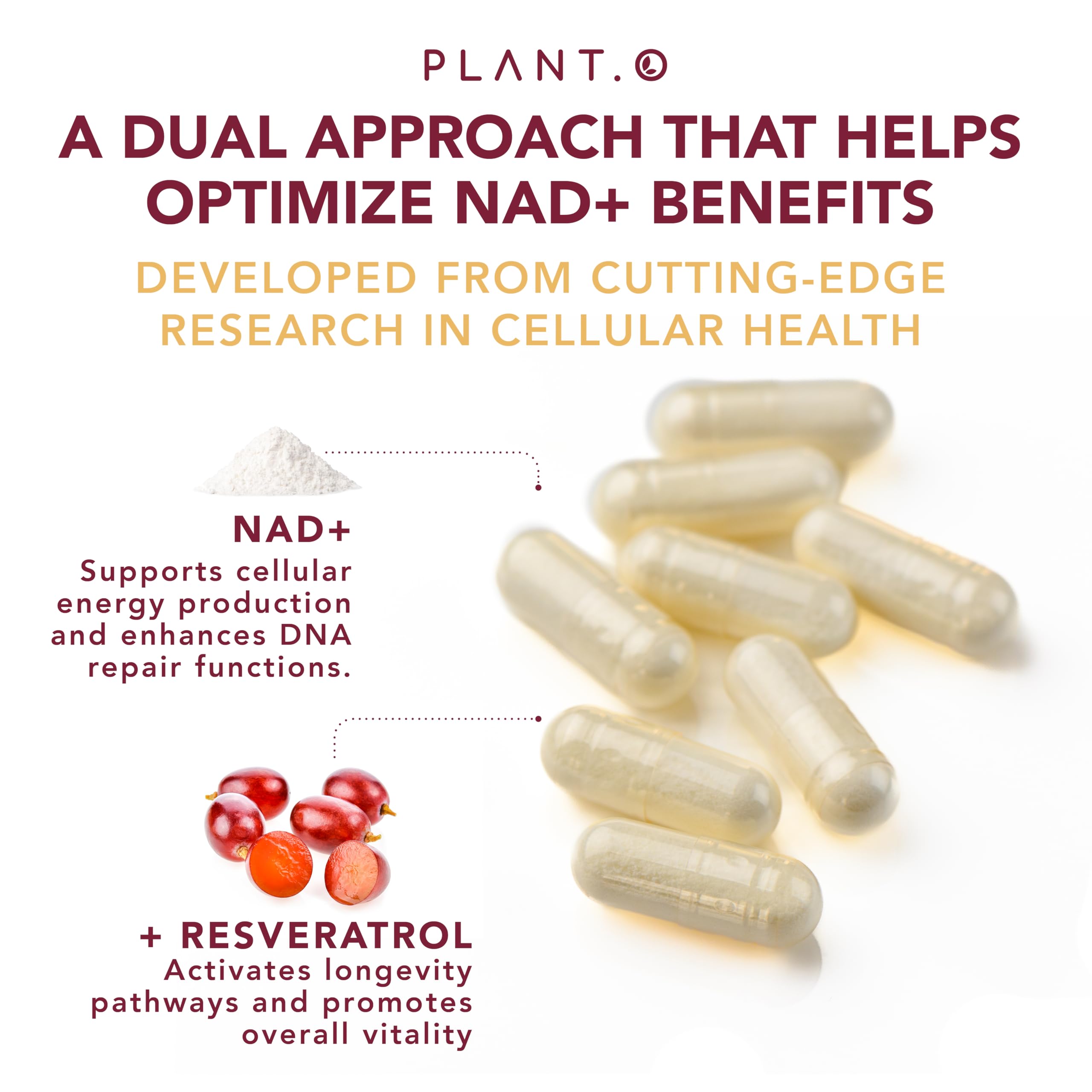 PLANT.O NUTRITION Synergie NAD+ et Resveratrol, approche complémentaire pour l’énergie.