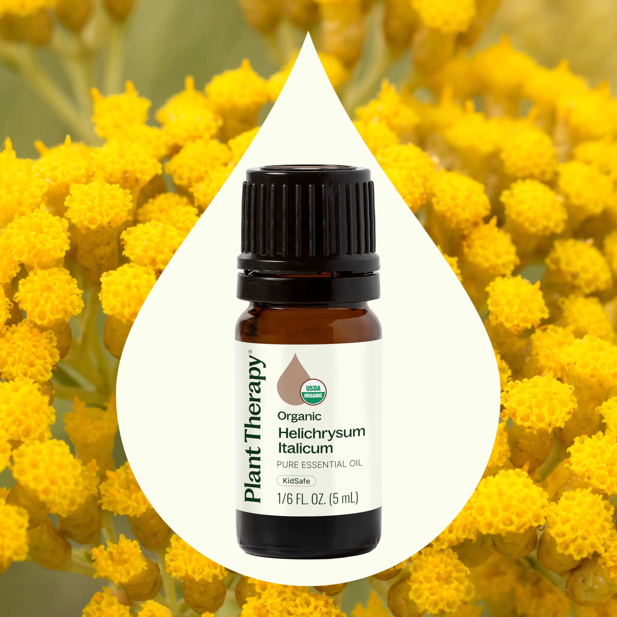 Diffuseur Plant Therapy avec huile immortelle italicum, crée une ambiance apaisante.