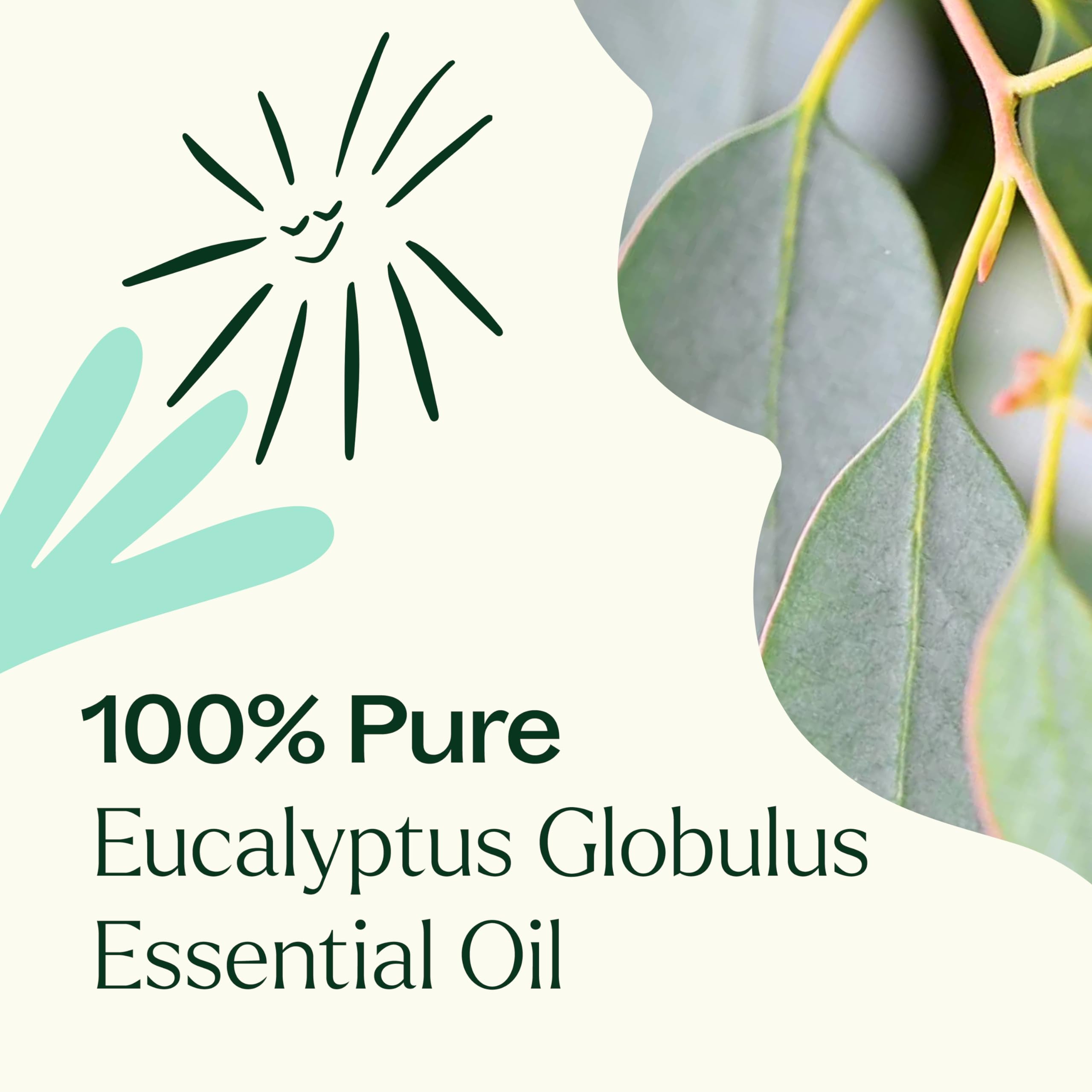 Arôme herbacé et boisé Plant Therapy Eucalyptus Globulus, séance aromathérapie.